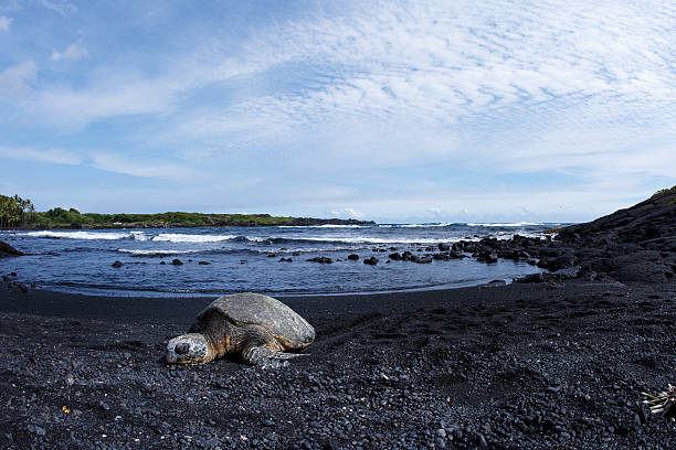 istock Green Sea Turtle on Punaluu Black Sand Beach 174621385