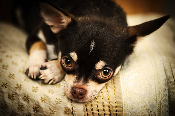 istock Sara the chihuahua 174621553