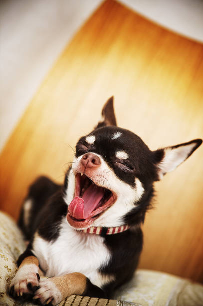 istock Sara the chihuahua 174621558