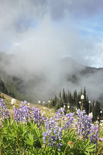 montanha meadow névoa lupine flores silvestres - montana mountain lupine meadow - fotografias e filmes do acervo