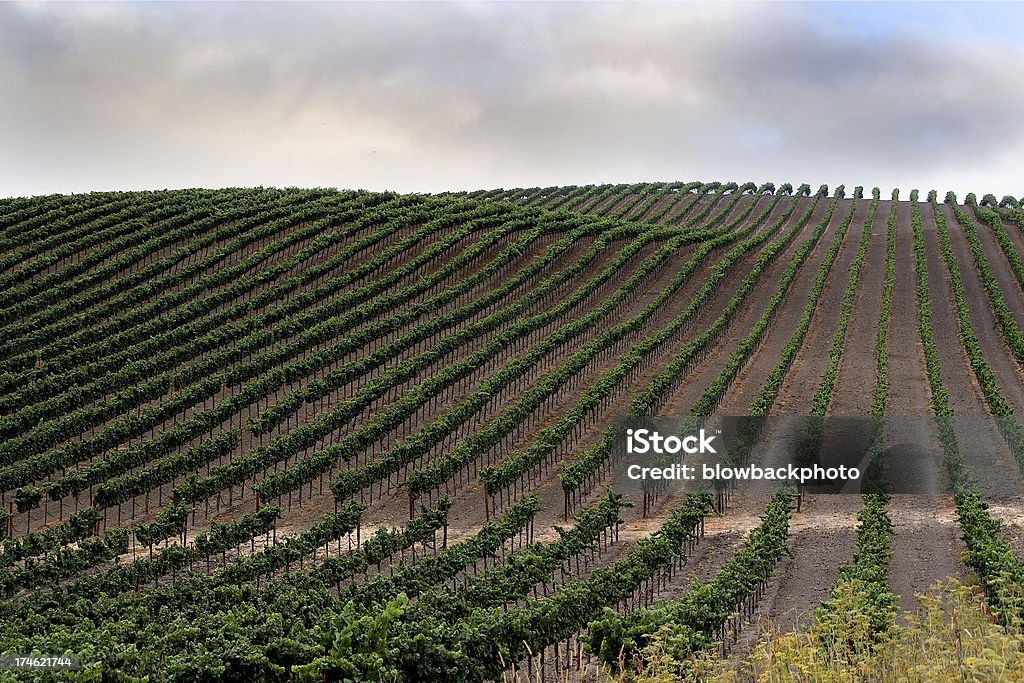 En Californie: Rangées de vignes vin - Photo de Agriculture libre de droits