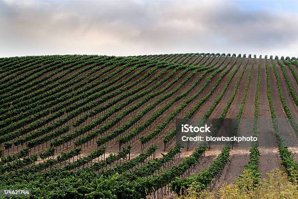 California Righe Di Vino Vines - Fotografie stock e altre immagini di Agricoltura - Agricoltura, Ambientazione esterna, Azienda vinicola