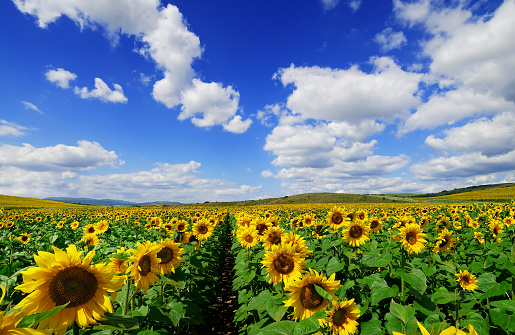 Sunflowers field and the blue sky
