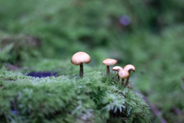 istock Mushroom family 1746220643
