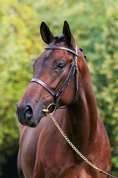 A beautiful portrait of a purebred breeding mare. Please take a look at my other horse photos in my gallery!See my other horse portraits below: