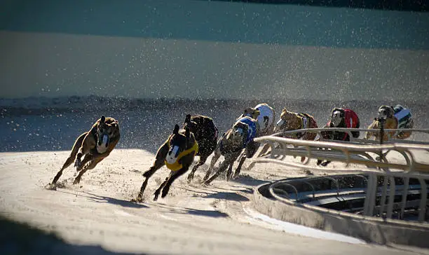 Greyhounds racing: 3 of 7. (High iso/high speed shot). You may also be interested in: