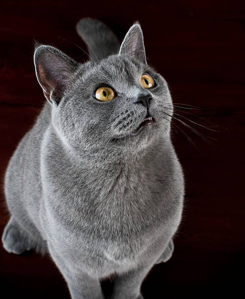 istock Cat british shorthair kitten posing for camera 174622266