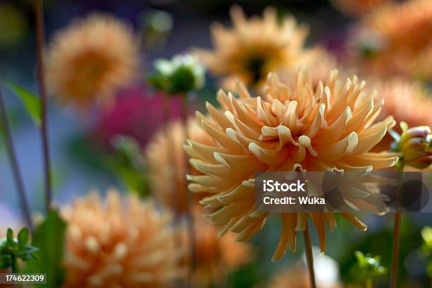 Sul Prato - Fotografie stock e altre immagini di Bellezza - Bellezza, Bellezza naturale, Bocciolo