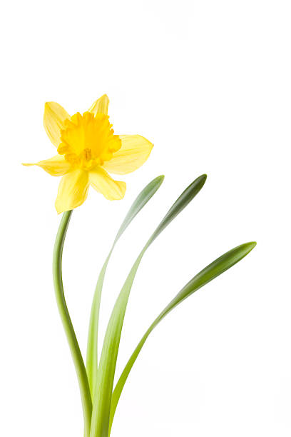 jonquille isolé sur blanc - daffodil flower isolated cut out photos et images de collection