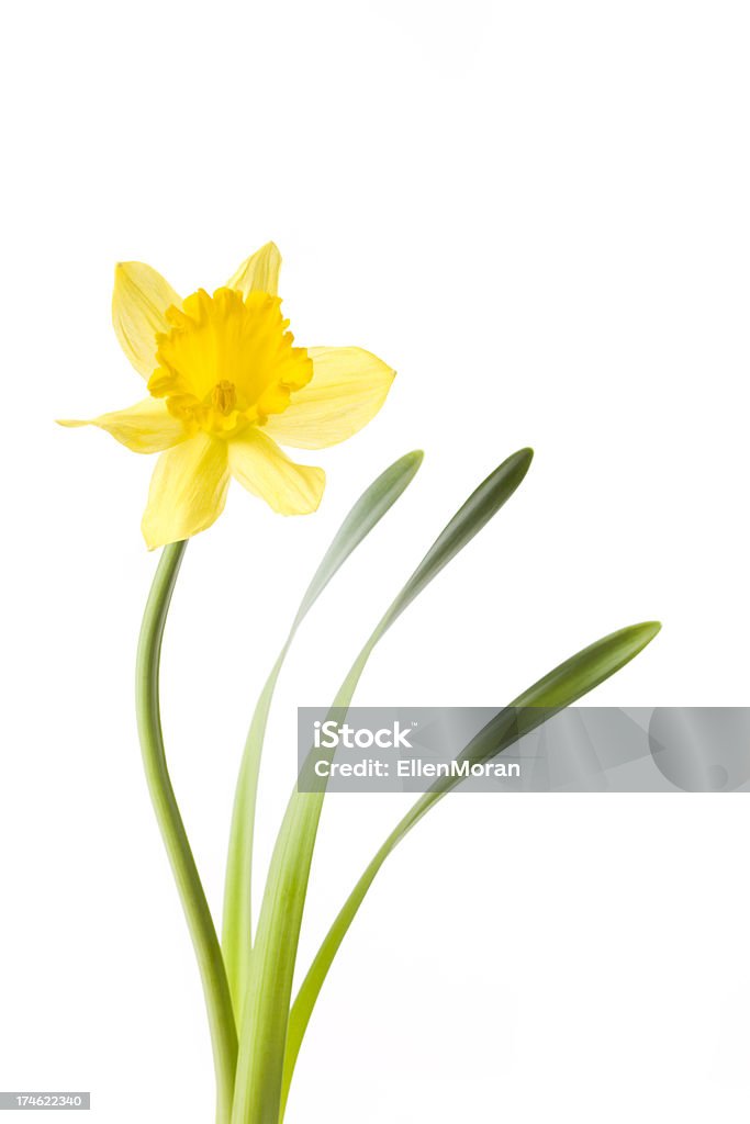 Narciso isolato su bianco - Foto stock royalty-free di Narciso - Liliacee