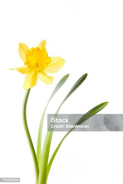 Narciso Isolato Su Bianco - Fotografie stock e altre immagini di Narciso - Liliacee - Narciso - Liliacee, Fiore, Giallo