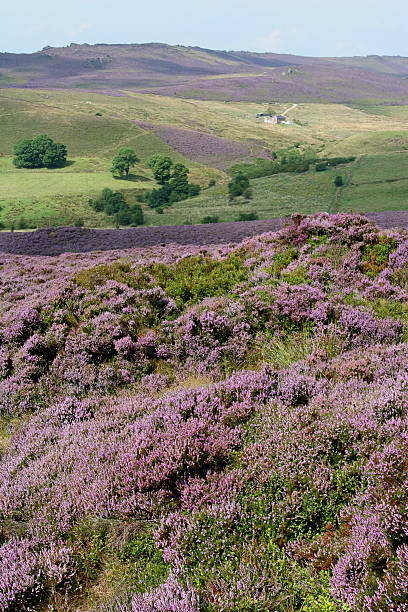 istock Heather in The Peak District, England 174622372