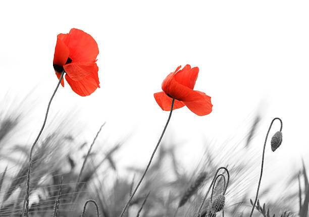 fleur de pavot - flower nature poppy red photos et images de collection