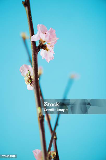 Primavera Rami - Fotografie stock e altre immagini di Albero da frutto - Albero da frutto, Ambientazione interna, Blu