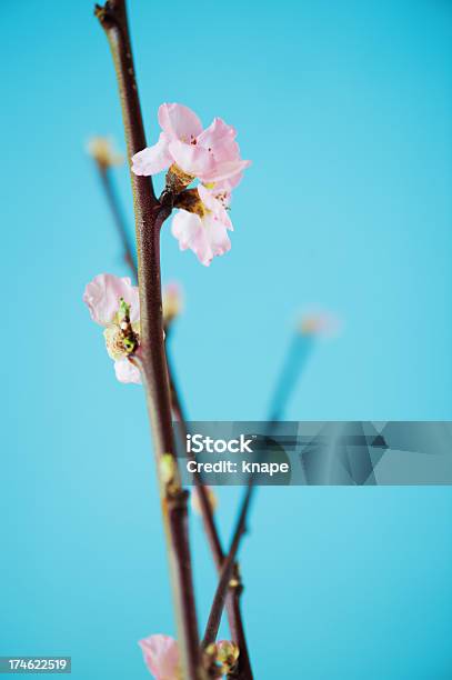 Весна Twigs — стоковые фотографии и другие картинки Без людей - Без людей, В помещении, В стиле минимализма