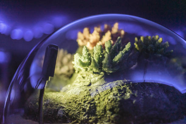 Life under the sea in a glass.