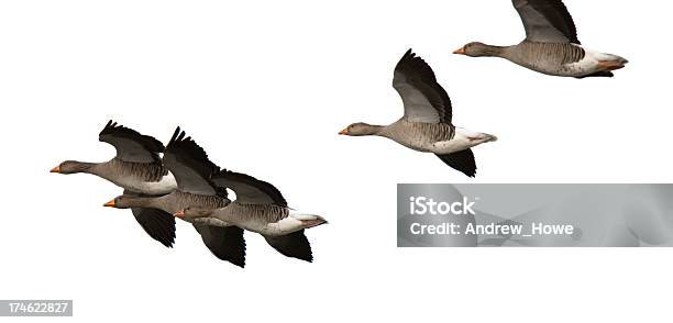 Greylag Goose Stock Photo - Download Image Now - Animal, Animal Body Part, Animal Markings