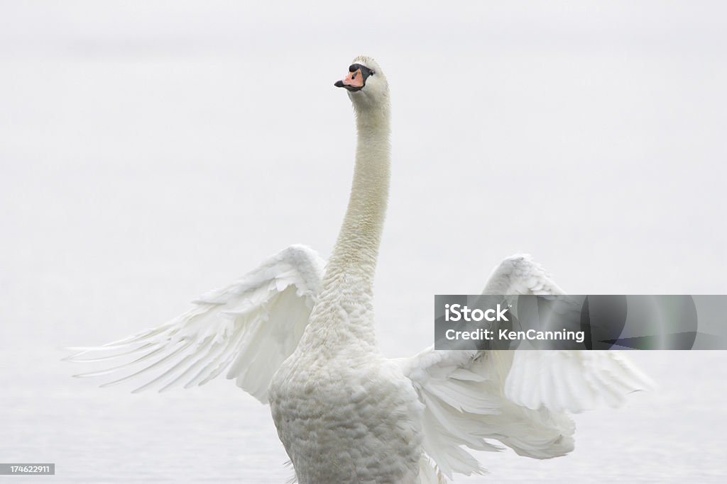 White Swan abanar - Foto de stock de Animal royalty-free