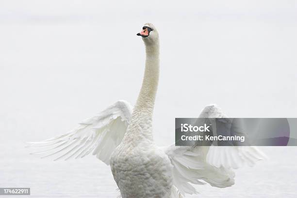 Foto de White Swan Abanar e mais fotos de stock de Animal - Animal, Cisne, Vista Frontal