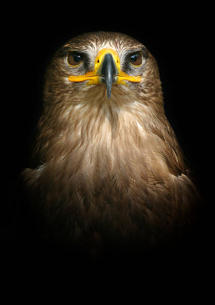 Illuminated Eagle Head Portrait of a Steppe Eagle against a black background. RAW-file developed with Adobe Lightroom. steppe eagle aquila nipalensis stock pictures, royalty-free photos & images