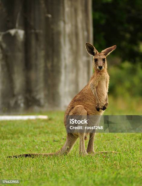 カンガルー - オーストラリアのストックフォトや画像を多数ご用意 - オーストラリア, カメラ目線, カンガルー