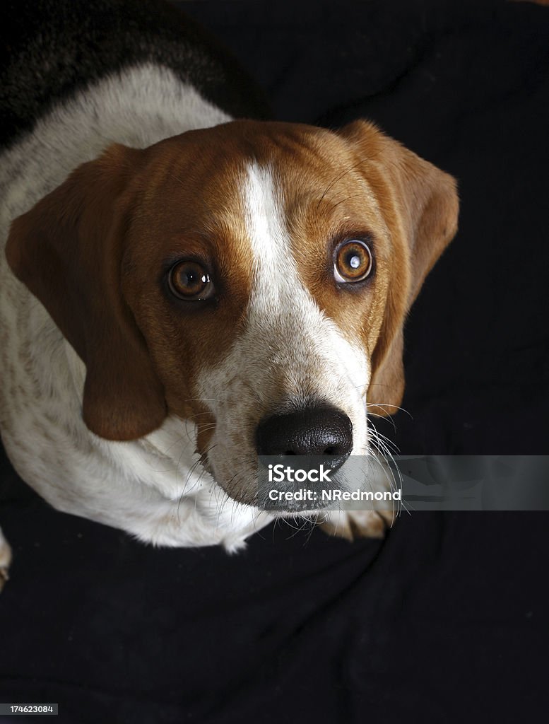 beagle - Foto de stock de Animal libre de derechos