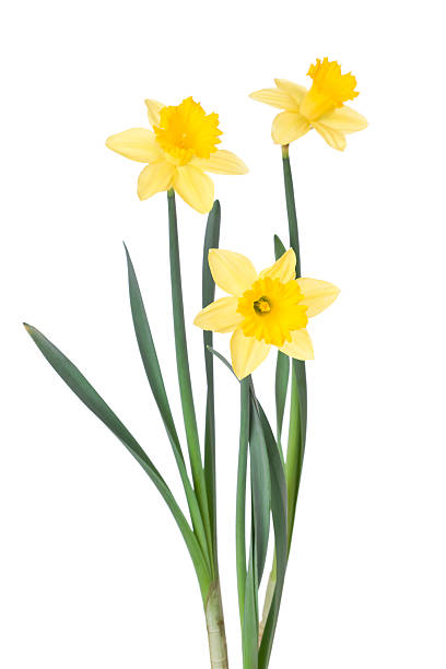 jonquilles de l'etat - daffodil flower isolated cut out photos et images de collection