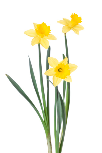 Daffodils on white.PLEASE CLICK ON THE IMAGE BELOW TO SEE MY EASTER PORTFOLIO: