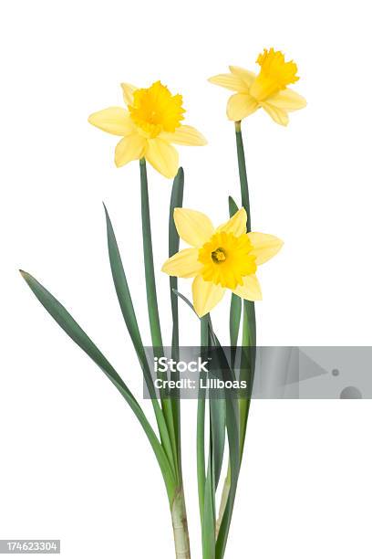 Daffodils Stock Photo - Download Image Now - Daffodil, White Background, Cut Out