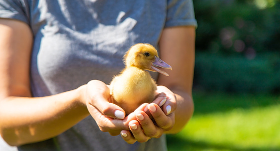 The farmers are holding two ducklings in their hands. Selective focus. nature