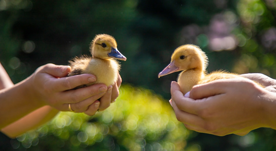 The farmers are holding two ducklings in their hands. Selective focus. nature