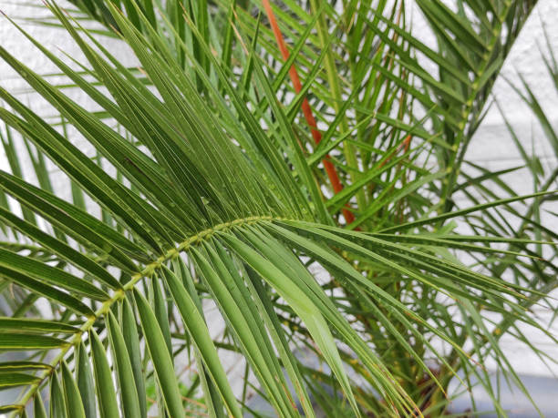 istock majesty palm growing in the pot 1746236744