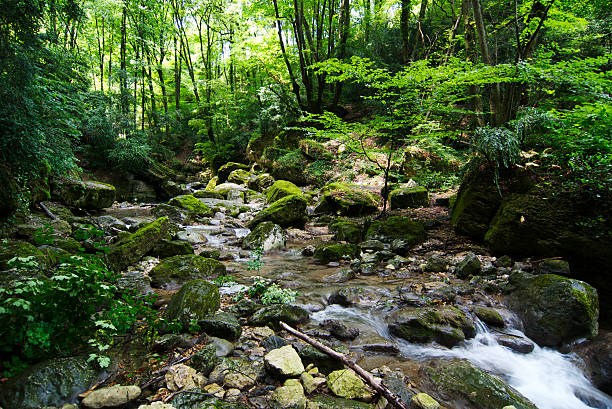 corriente de agua - flowing water stream moss river fotografías e imágenes de stock