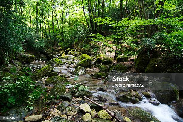 Flusso Dacqua - Fotografie stock e altre immagini di Foresta - Foresta, Isola di Terranova, Acqua