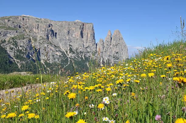 夏の草地 - travel seiseralm mountain european alps ストックフォトと画像