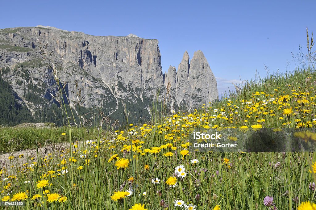 Prado de Verão - Royalty-free Alpes Europeus Foto de stock