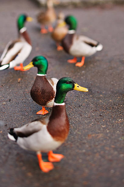 istock mallard duck photographed with tilt-shift lens 174624043