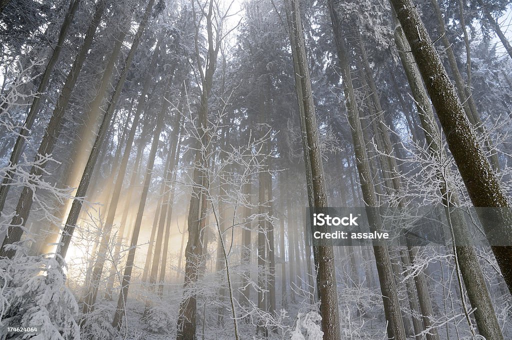 mystic Paisagem de Inverno - Royalty-free Abeto Foto de stock