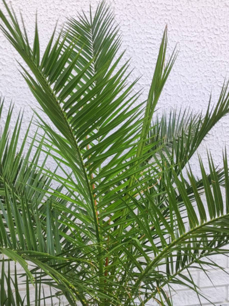 istock majesty palm growing in the pot 1746240797
