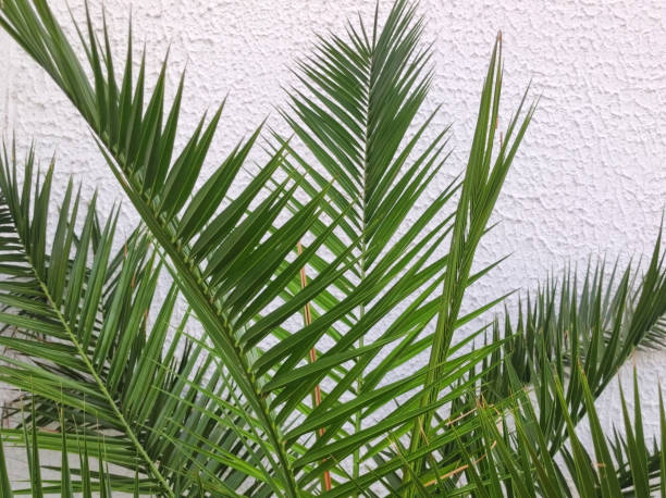 istock majesty palm growing in the pot 1746240798