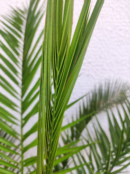 istock majesty palm growing in the pot 1746240799