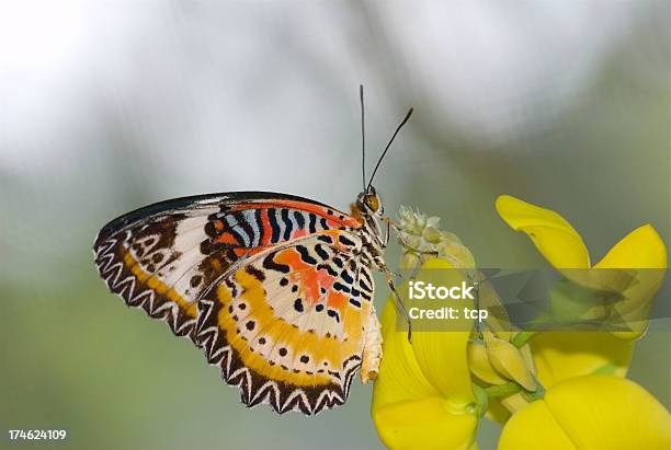 Leopardo Lacewing De Singapura - Fotografias de stock e mais imagens de Agarrar - Agarrar, Alimentar, Anatomia