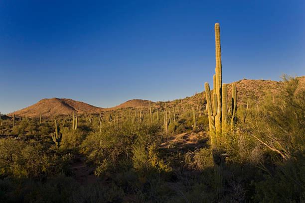 istock Sunrise in the Desert 174624124
