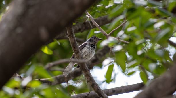 istock a bird is sitting on top of a tree branch while its beak is open 1746241383