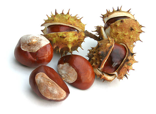 Conkers Conkers in shells and out aesculus hippocastanum stock pictures, royalty-free photos & images