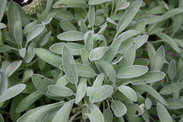 soft blue-grey sage plant stock photo