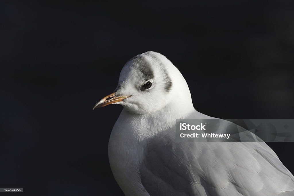 Retrato de jovem blackheaded gull no inverno - Foto de stock de Animal royalty-free
