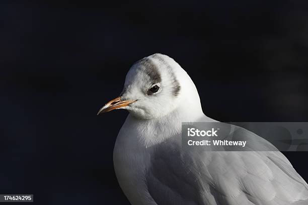 Foto de Retrato De Jovem Blackheaded Gull No Inverno e mais fotos de stock de Animal - Animal, Ave marinha, Bico