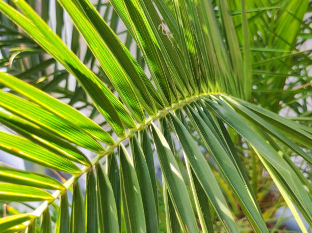 istock majesty palm growing in the pot 1746243626