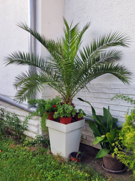 istock majesty palm growing in the pot 1746243629